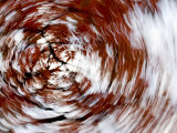 Spinning Abstract of a Red-Leafed Tree