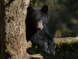 Black Bear on Tree Branch in Tongass National Forest
