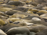 Herd of Elephant Seals Resting on a Beach