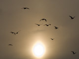 Glacaus Winged Gulls in Flight