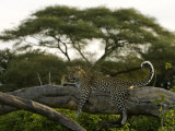 Leopard Resting on a Strong Tree Limb