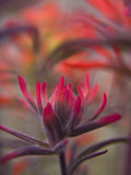 Close Up of a Desert Paintbrush