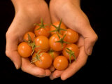 Close-up of Hands Holding Cherry Tomatoes
