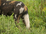 Tail of a Cape Hunting Dogs  Lycaon Pictus