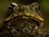 Close Up Portrait of a Rain Forest Frog