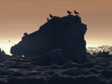 Silhouetted Gulls on Ice at Twilight