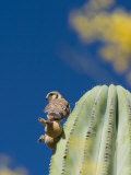 American Kestrel  Falco Sparverius  on a Cardon Cactus