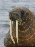 Portait of a Large Male Atlantic Walrus with Very Long Tusks
