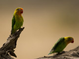 Fischer's Lovebirds Perch on a Branch