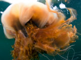 Close Up of a Lion's Mane Jellyfish  Cyanea Capillata