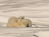 Polar Bear Sleeping with Her Cubs in a Snowy Landscape