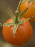 Close-up of Ripe Red Cherry Tomatoes