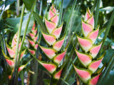 Cluster of Heliconia Plants