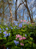 Virginia Bluebells  Mertensia Virginicais  Herald Spring in a Forest