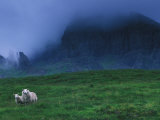 Ewe and Lamb in Fog-Shrouded Landscape on the Isle of Lewis