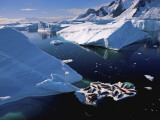 Crabeater Seals Resting on Sea Ice