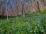 Virginia Bluebells  Mertensia Virginicais  Herald Spring in a Forest