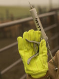 Close-up of a Gloved Hand Holding Injections for Cattle