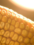 Magnification of an Ear of Corn