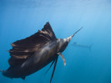 Sailfish with Raised Dorsal Fin
