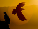 Silhouette of a Steller's Sea Eagle in Flight as the Sun Is Setting