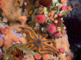 Starfish  Proliferating Sea Anemones  Encrusting Sponges and Sea Urchin