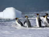 King Penguins Entering the Water Near a Floating Hunk of Ice