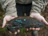 Man Holds a Piece of Bark with Fruited Green Stain Fungus Cups
