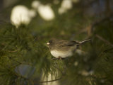 Dark-Eyed Junco in a Pine Tree