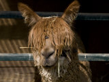 Close View of a Very Shaggy South American Llama