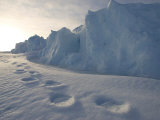 Polar Bear Tracks in Snow