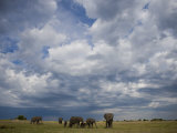 Herd of African Elephants Grazing Grasslands under Cloud-Filled Sky
