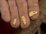 Close-up of a Miner's Hand Holding Gold Nuggets Found in South Dakota