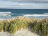 Scenic Hillside of the Beach and Grasses on the Pacific Ocean