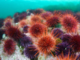 Red Sea Urchins Below the Intertidal Zone
