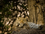 Leopard Resting on a Large Tree Limb
