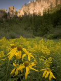 Yellow Wildflowers Growing in Spearfish Canyon  South Dakota