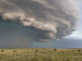 Thunderstorm Turns into a Gustfront over Field Full of Cows