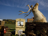 Mounted Caribou Head Reflects in a Mirror at an Outdoor Flea Market