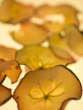 Close-up of Backlit Dried Apple Slices