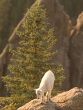 Baby Mountain Goat Stands on Rock Formations in Custer State Park