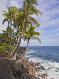 Tall Palm Trees Line the Volcanic Rock Coast of Hawaii