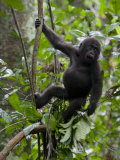 Juvenile Male Western Lowland Gorilla Shaking a Tree Branch