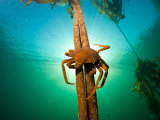 Northern Kelp Crab  Pugettia Producta  Clinging to a Kelp Stalk