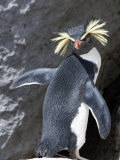Portrait of a Rockhopper Penguin  Eudyptes Crestatus