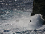 Bird Flying Above Crashing Surf on Rocky Shore of West Point Island