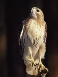 Portrait of a Rehabilitated Captive Red-Tail Hawk