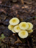 Patch of Armillaria Mellea  the Honey Mushroom