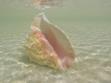 Queen Conch Shell on an Underwater Sandbar in the Florida Keys