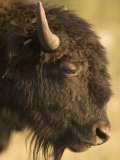Close-up of the Head of a Bison in Custer State Park  South Dakota